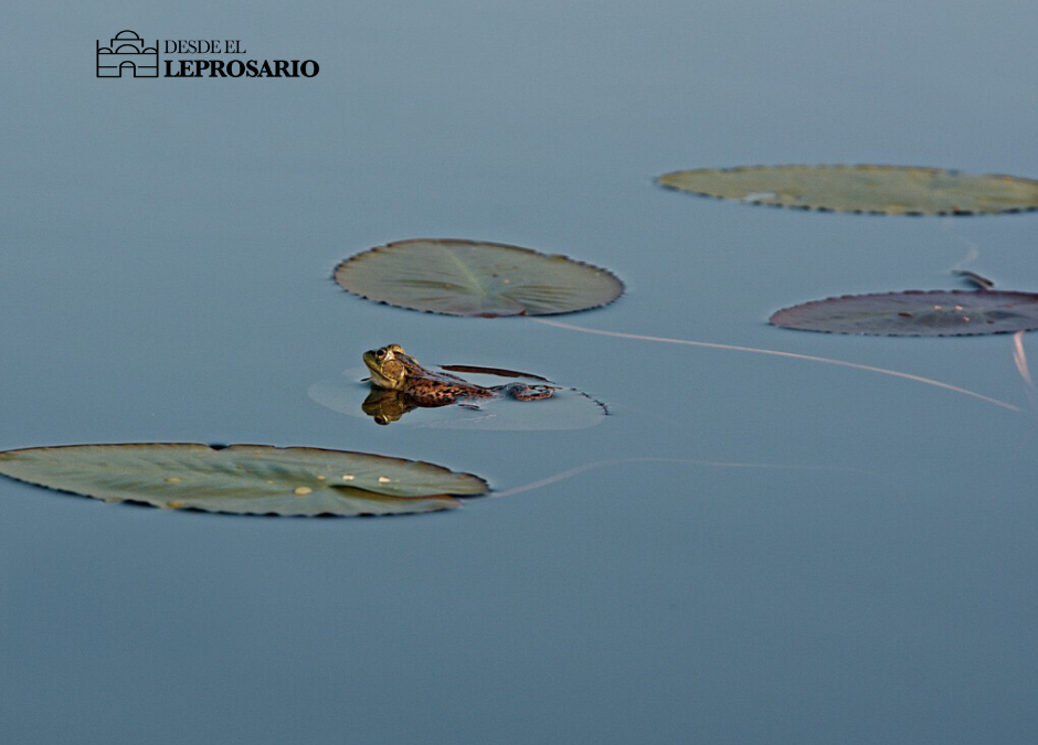 El sapo de la santa cruz
